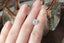 A natural oval opalescent pale blue sapphire available to add as a center stone for your heirloom ring setting at The North Way Studio. Silken pale blue, so faint it's nearly white, churns with peaches and sunlit hues. The sapphire is shown resting on a woman's hand for size reference.