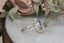 An antique inspired flower engagement ring with a large blue sapphire and natural diamond halo in 18 karat white gold with hand-carved leaves and bark texture. A ready to ship ring crafted by The North Way Studio in collaboration with Claire Pettibone.