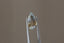 An ethereal blend of pale yellow and soft silvery blue hues in a modified pear cut sapphire.  This 2.59 carats Sri Lankan sapphire is available for purchase alongside an heirloom setting at The North Way Studio. The sapphire is shown held up by tweezers.