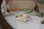 A diamond ring designed and crafted by The North Way Studio in collaboration with Claire Pettibone and cast in reclaimed gold is shown atop marble with a weathered book and dried leaves in the background.