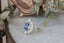 A blue sapphire engagement ring with a diamond halo designed by The North Way Studio in collaboration with Claire Pettibone and cast in reclaimed gold is shown sitting upon marble with a gold antique jewelry box and dried leaves in the background.